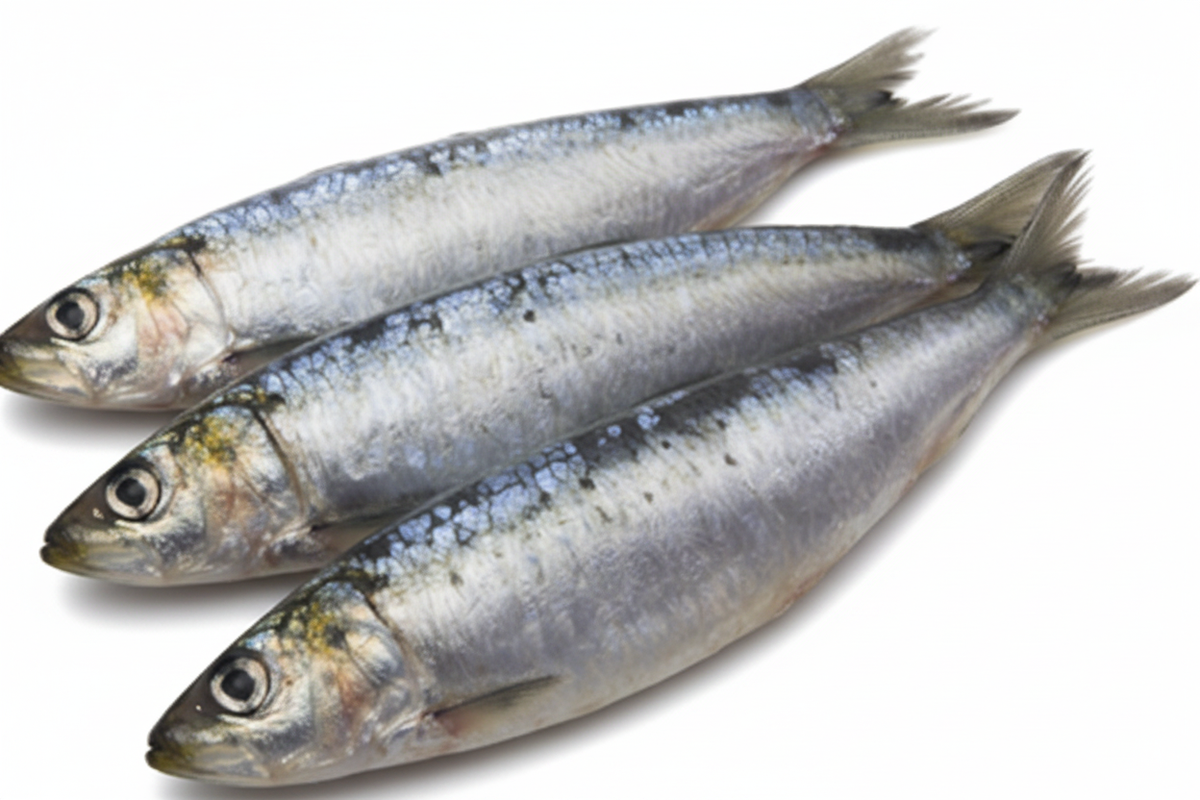 Sardinha Portuguesa congelada
